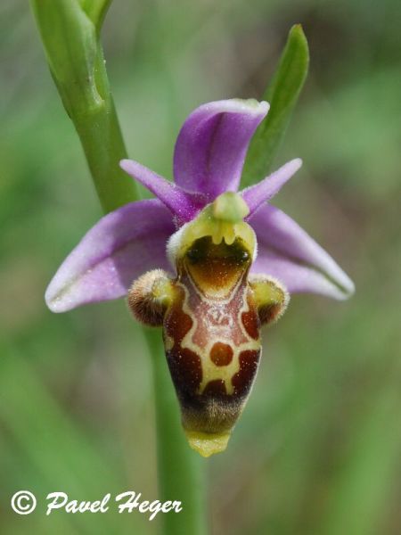 Ophrys scolopax